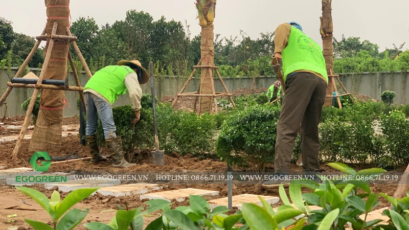 Lịch chăm sóc cây theo mùa – Bí kíp của EGOGREEN